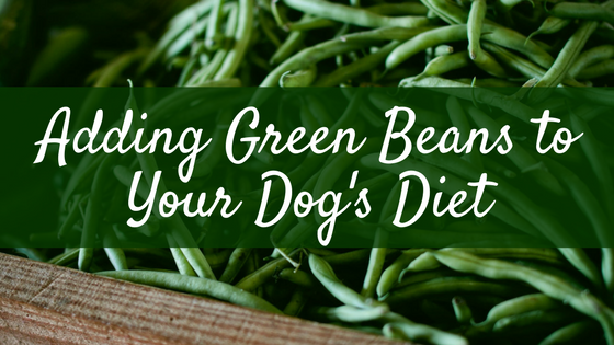 Managing Dog's Weight with Green Beans
