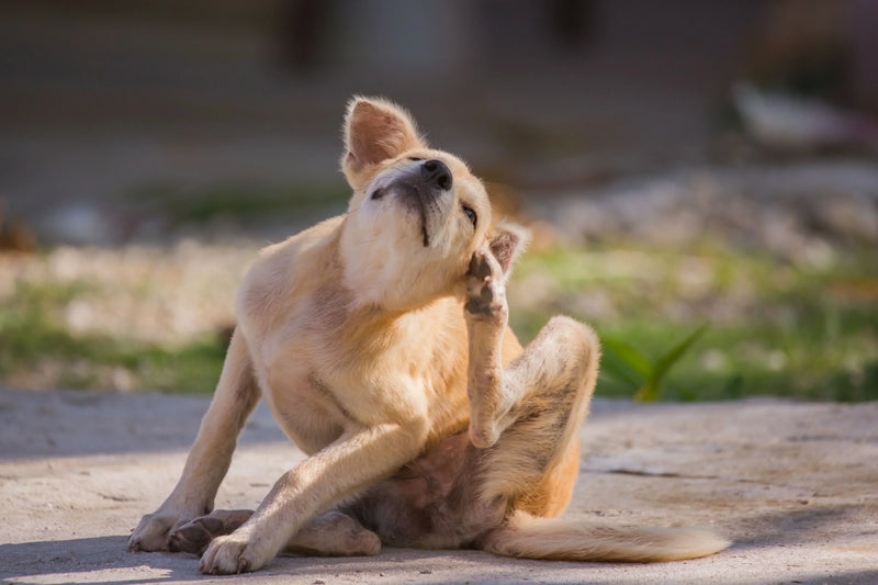 What You Didn't Know about Fleas & Ticks