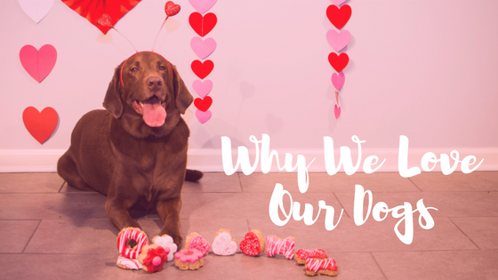 What K9 Granola Customers Love Most About Their Dogs