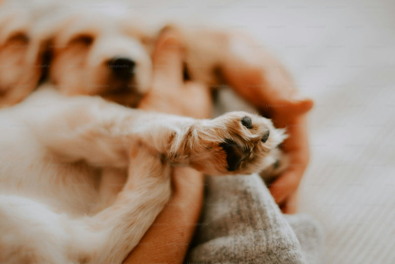 4 Fun Facts about Dog Paws