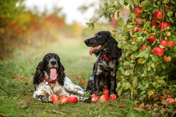 An Apple a Day: Benefite of Feeding Your Dog Apples